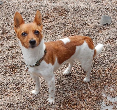 podenco portugués|The Portuguese Podengo Pequeno Is a Lively Little。